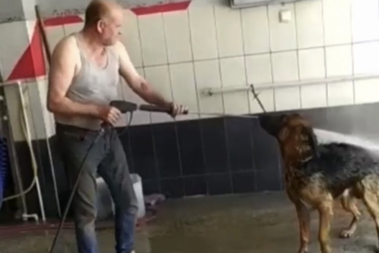Bursa'da sıcaktan bunalan k&ouml;peğin imdadına itfaiye yetişti