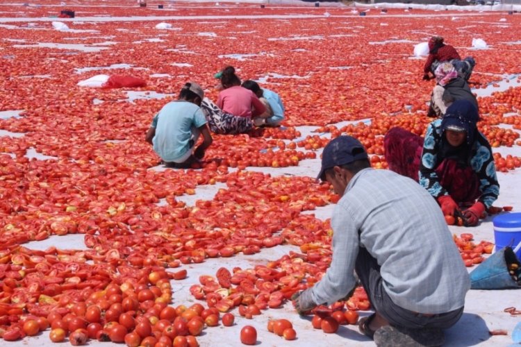 Torbalı'nın "kırmızı altınları" kurutulmak &uuml;zere serildi