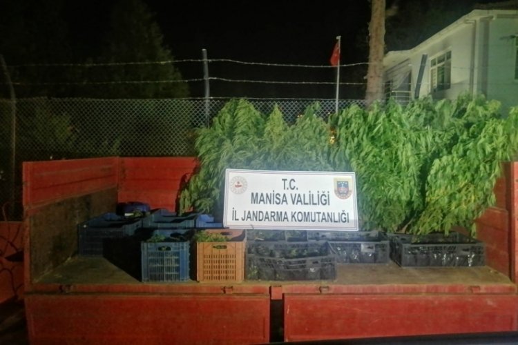 &Uuml;z&uuml;m bağında yetiştirilen 446 k&ouml;k kenevir bulundu