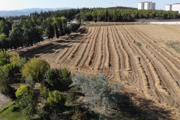 BU&Uuml; arazisi 400 ton buğday hasadı verdi