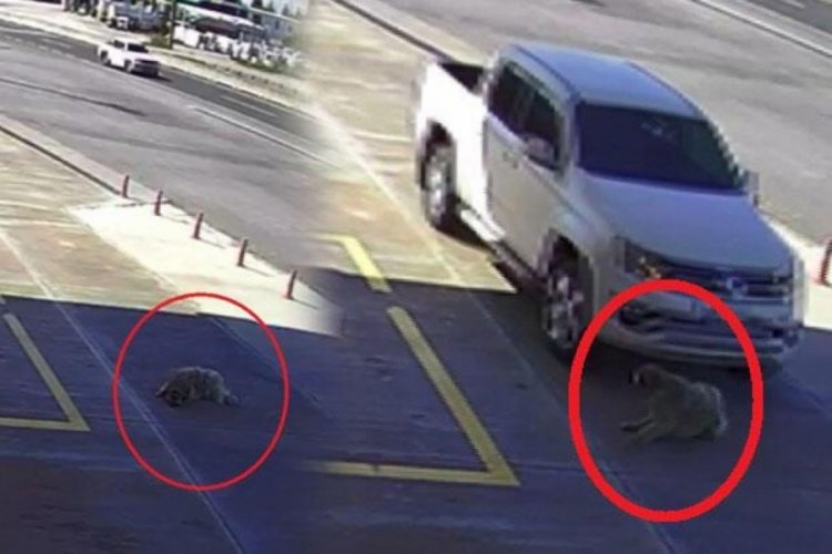 K&ouml;peği ezmek i&ccedil;in yolunu değiştirdi, 2 bin TL ceza yedi
