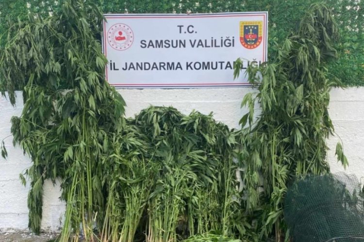 Jandarmadan uyuşturucu operasyonu: 2 g&ouml;zaltı