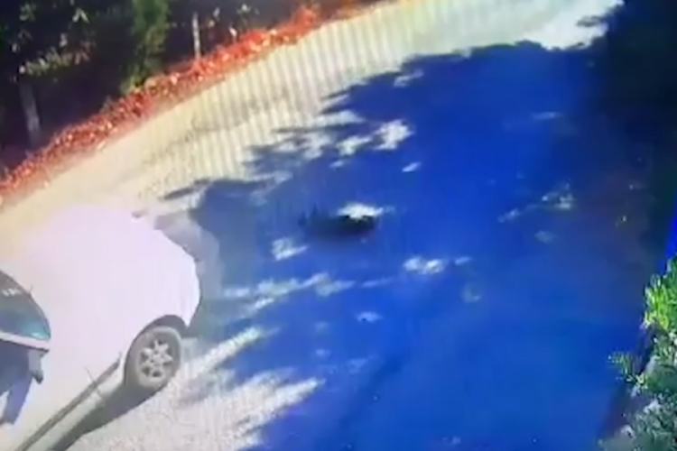 Otomobilin ezdiği k&ouml;pek hayatını kaybetti