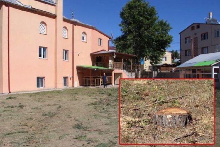 'G&ouml;lge yapıyor' diye 33 &ccedil;am ağacını kestiler