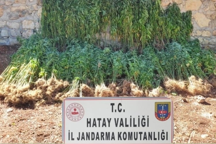15 bin 750 k&ouml;k kenevir bitkisi ele ge&ccedil;irildi