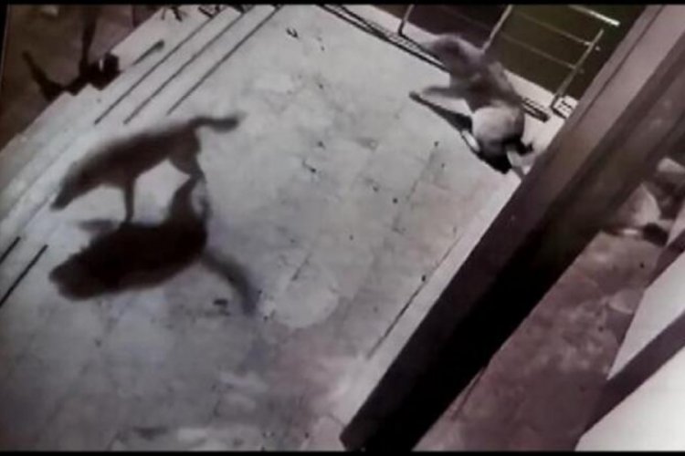 K&ouml;peklere i&ccedil;ki şişesi fırlattı