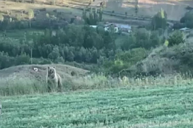 Ayı tarlaya indi, &ccedil;ift&ccedil;i kornayla uzaklaştırdı