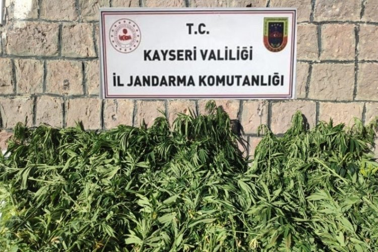 Bin 125 k&ouml;k kenevir ele ge&ccedil;irildi