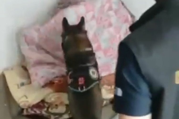 Narkotik k&ouml;peği Daxo'dan uyuşturucuya ge&ccedil;it yok