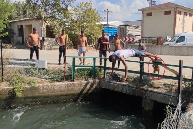 Bursa'da sahibinin boğulduğunu zanneden k&ouml;pek suya atladı