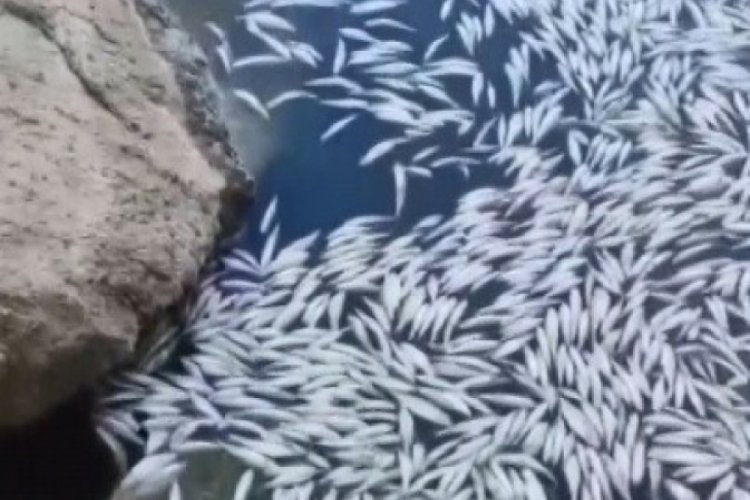 Bursa'da ş&uuml;pheli balık &ouml;l&uuml;mleri korkuttu