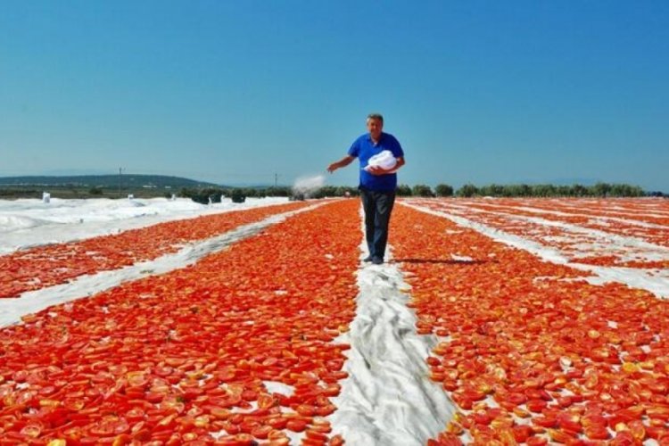 ABD ve Avrupa'nın domatesi, Manisa'dan