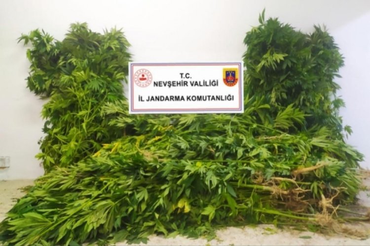 Kenevir bitkisi yetiştiren şahıs g&ouml;zaltına alındı