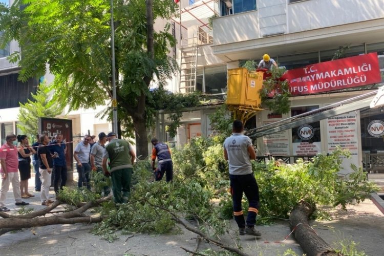 Ankara'da 10 metrelik ağa&ccedil; dalı,&nbsp;n&uuml;fus m&uuml;d&uuml;rl&uuml;ğ&uuml;ne&nbsp;devrildi