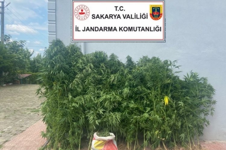 200 k&ouml;k kenevir ve 6 kilo esrar ele ge&ccedil;irildi