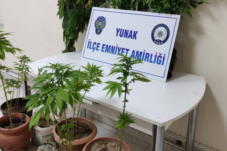 Saksıda uyuşturucu yetiştiren ş&uuml;pheli tutuklandı