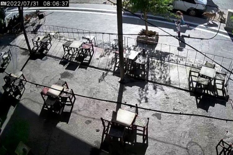 Sokak k&ouml;pekleri k&uuml;&ccedil;&uuml;k kıza saldırdı