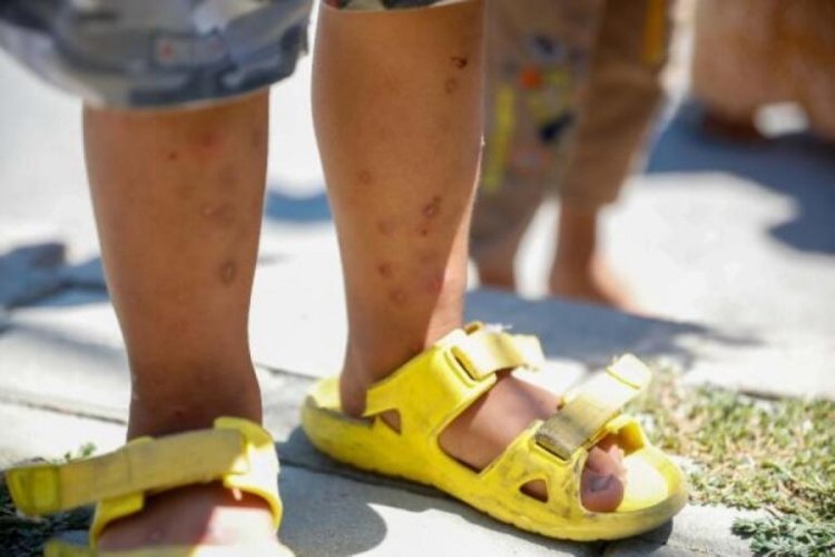 İstanbul 'Aedes' sivrisineği tehdidi altında
