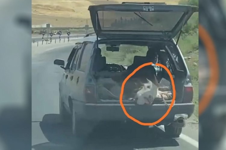 Tehlikeli yolculuk! İneği aracın bagajına koydular!
