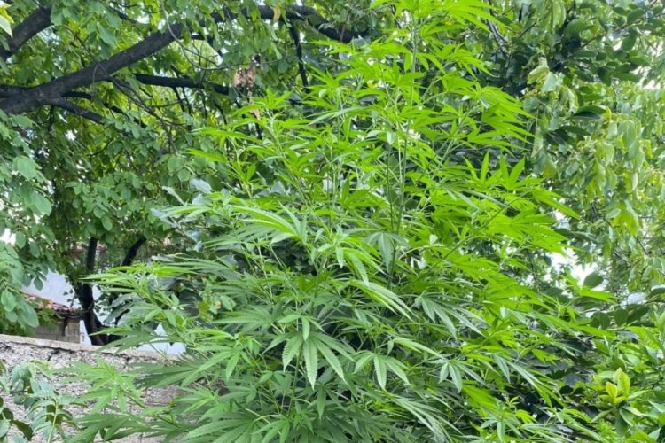 Bursa'da evinde uyuşturucu yetiştiren kişiye operasyon!