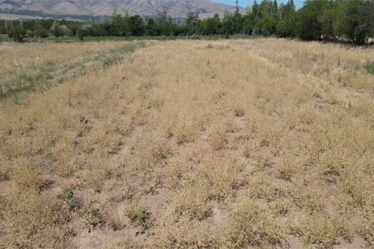 Erzincan'da &ccedil;&ouml;rek otundan verimli sonu&ccedil; alındı