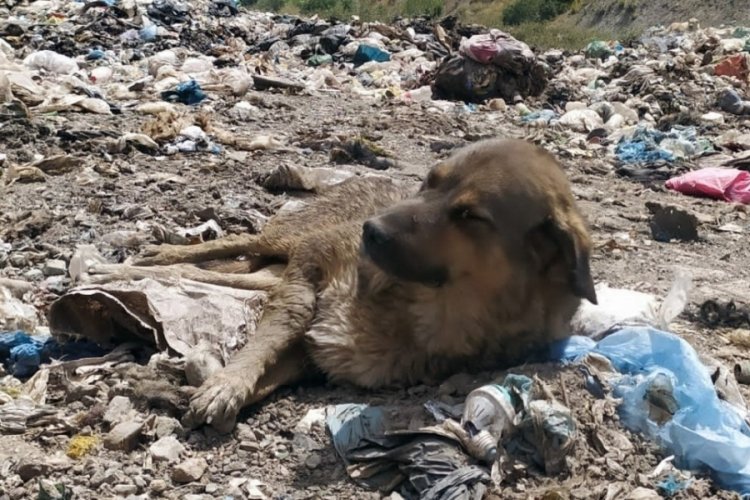 Hakkari'de &ouml;lmek &uuml;zere olan &ccedil;ok sayıda k&ouml;pek kurtarıldı