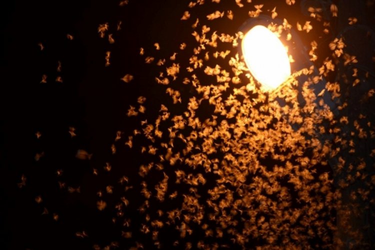 Vatandaşlar gece dışarı &ccedil;ıkamıyor