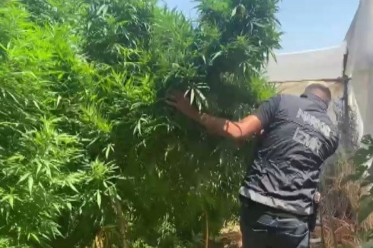 Polis zehir tarlasına baskın yaptı; 4 metrelik kenevirler yakalandı