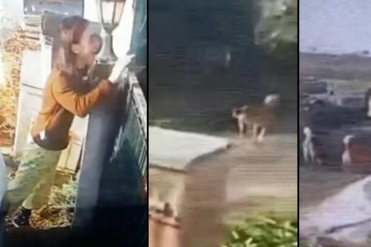 K&ouml;peğe &ccedil;arpıp ka&ccedil;an s&uuml;r&uuml;c&uuml;ye 4 yıla kadar hapis isteniyor