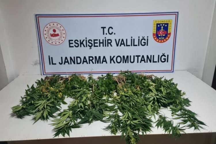 Eskişehir'de bir evin bah&ccedil;esinde 82 k&ouml;k kenevir bulundu