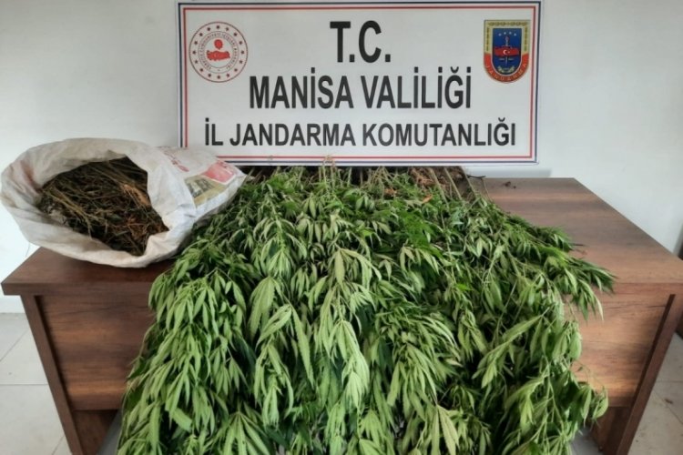 Ormanlık alanda kenevir ve kubar esrar bulundu