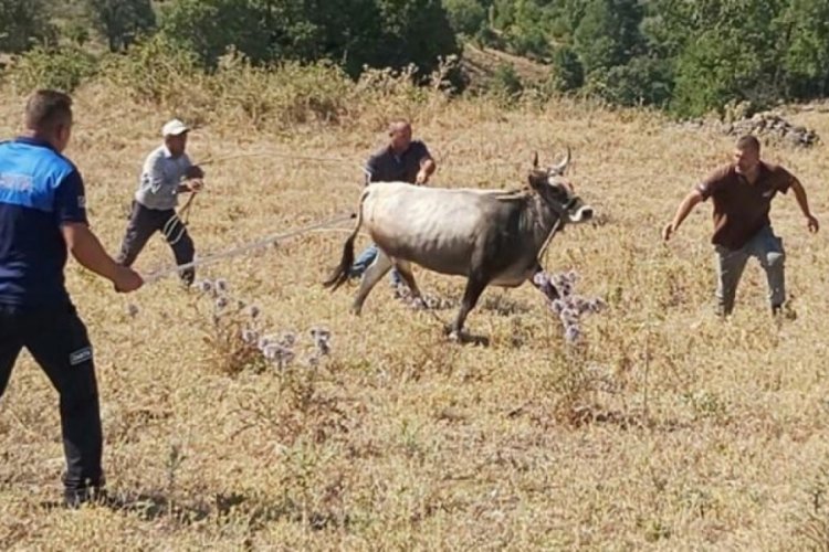 Kurbanlık boğasını 25 g&uuml;n sonra bulmuştu: 30 bin TL istiyor