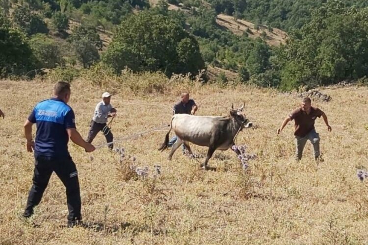 25 g&uuml;nd&uuml;r kayıp olan boğası i&ccedil;in Haluk Levent'ten y&uuml;ksek &uuml;cret istedi