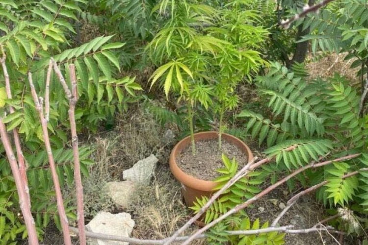 Evinin bah&ccedil;esinde kenevir yetiştirirken yakalandı