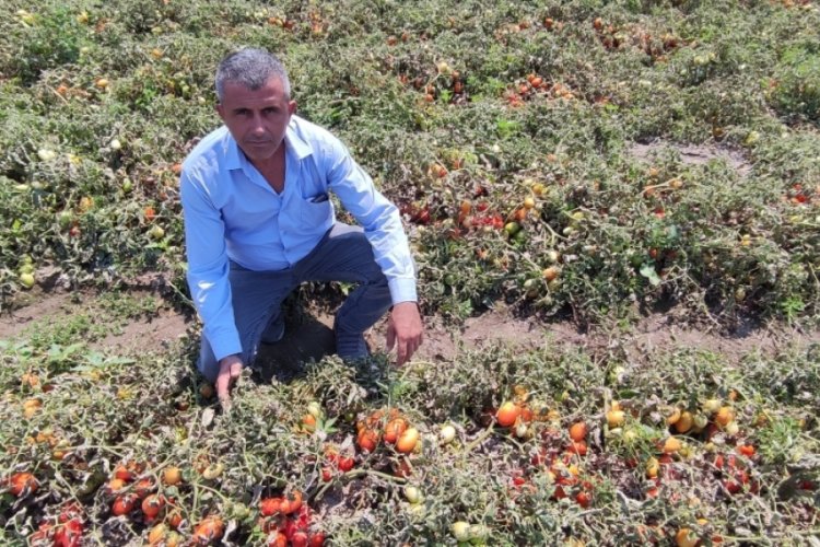 Bursa'da hasada sayılı g&uuml;nler kala h&uuml;sran