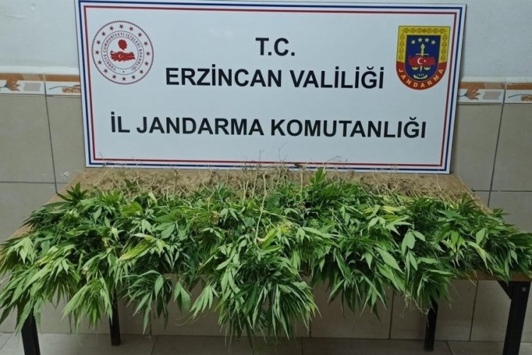 302 k&ouml;k kenevir bitkisi ele ge&ccedil;irildi