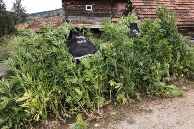 Kenevir operasyonu: 36 k&ouml;k Hint keneviri ele ge&ccedil;irildi