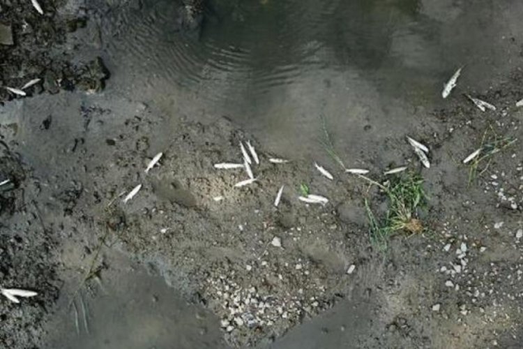 Balık &ouml;l&uuml;mleri ile ilgili inceleme başlatıldı