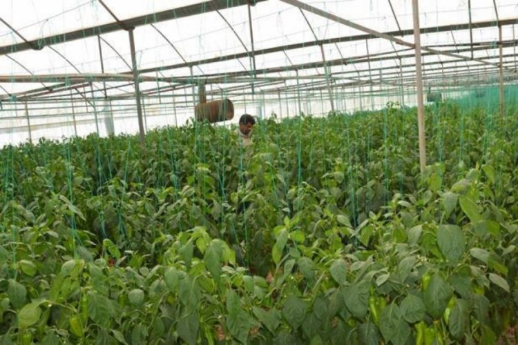 800 rakımda deneme ama&ccedil;lı sera kurdu, tonlarca &uuml;r&uuml;n elde etti