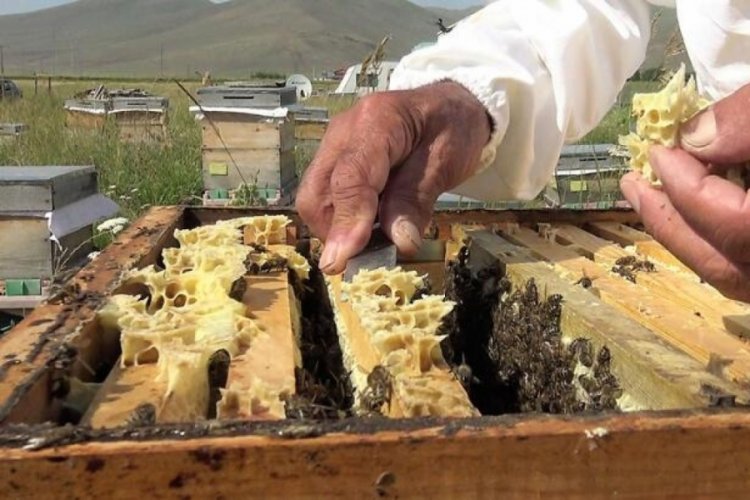 Tescilli balda 900 ton &uuml;retim beklentisi