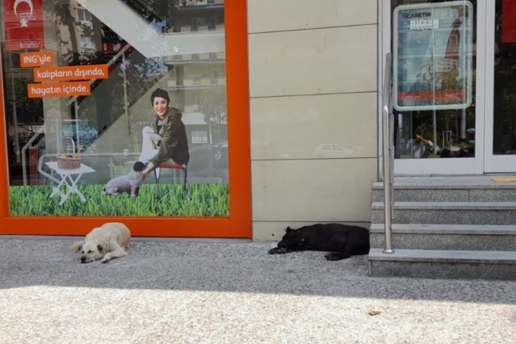 Bursa FSM'nin patili dostları promosyon kuyruğunda