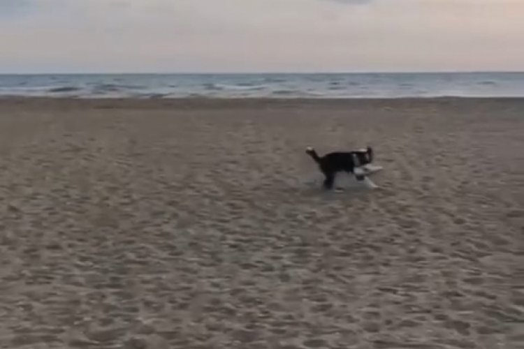 Bursa'da ayakkabı hırsızı k&ouml;peğin peşinden metrelerce koştu