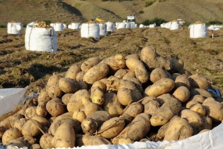 Patatesin tarla fiyatı &ccedil;ift&ccedil;inin y&uuml;z&uuml;n&uuml; g&uuml;ld&uuml;rd&uuml;