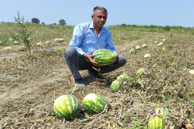Bursa'da karpuz tarlada 80 kuruş, pazarda 5 TL