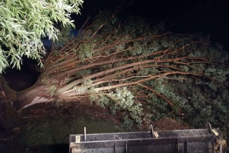 R&uuml;zgarda devrilen ağa&ccedil;lar k&ouml;y yolunu kapattı