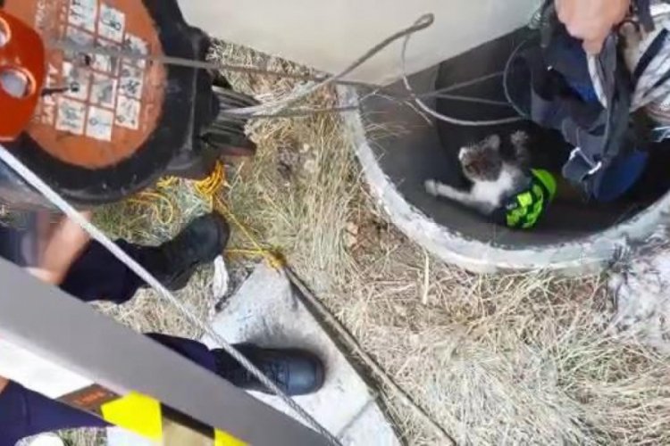 Yavru kedi 10 g&uuml;n sonra kurtarıldı