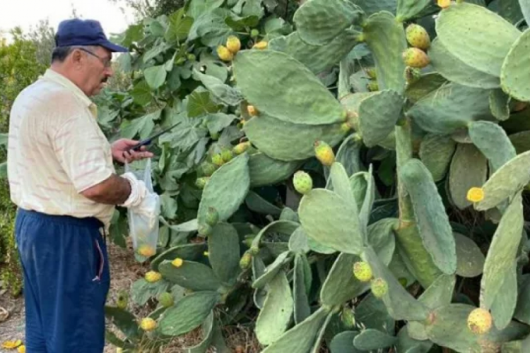 Doğada kendiliğinden yetişiyor... Kilosu 60 liradan alıcı buluyor
