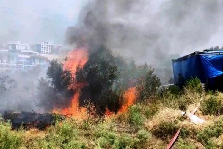 Kuşadası'nda zeytinlikte yangın