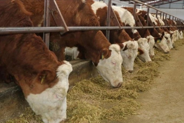 Kars'ta 'şap hastalığı' alarmı! Hayvan pazarları kapatıldı
