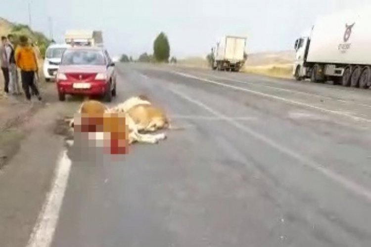 Tır, yoldan ge&ccedil;en hayvan s&uuml;r&uuml;s&uuml;n&uuml; bi&ccedil;ti